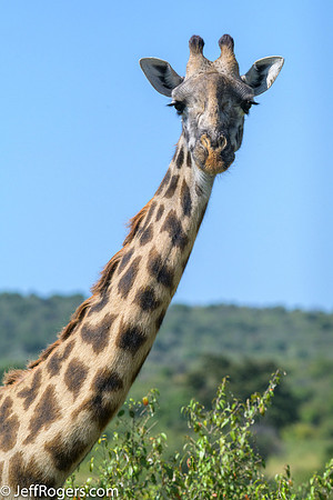 Maasai_Mara-6008
