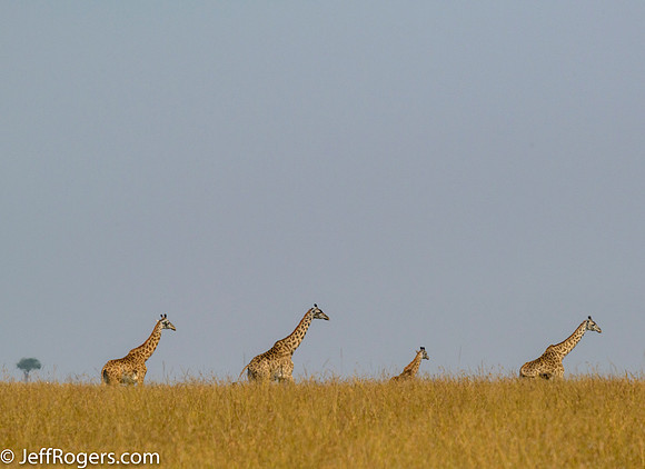 Maasai_Mara-5690