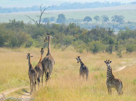 Maasai_Mara-5772