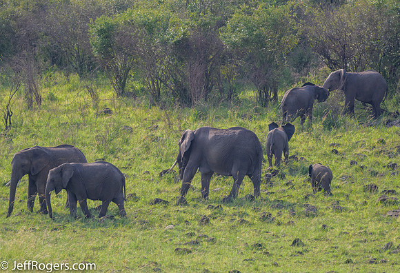 Maasai_Mara-5198