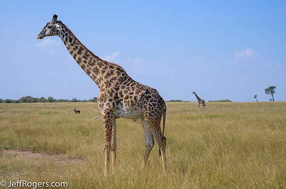 Maasai_Mara-3828