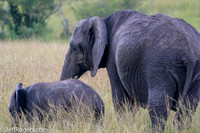 Maasai_Mara-4756