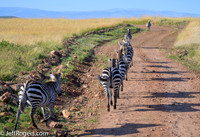 Maasai_Mara-3873