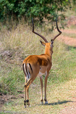 Maasai_Mara-5464