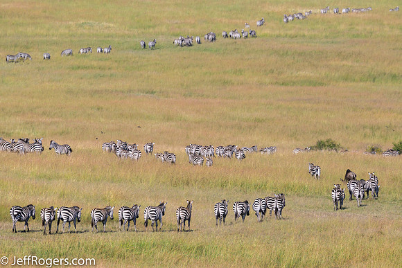 Maasai_Mara-5900