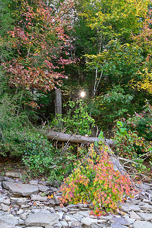 Water_LaurelLake-1592
