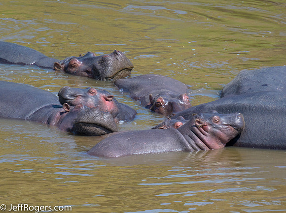Maasai_Mara-5531