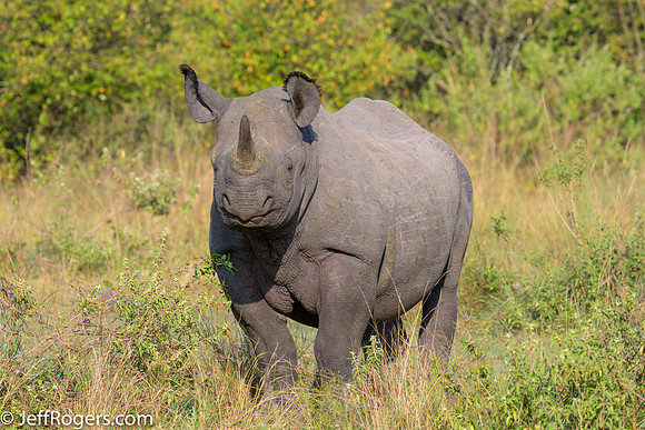 Maasai_Mara-5790
