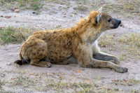 Maasai_Mara-4790