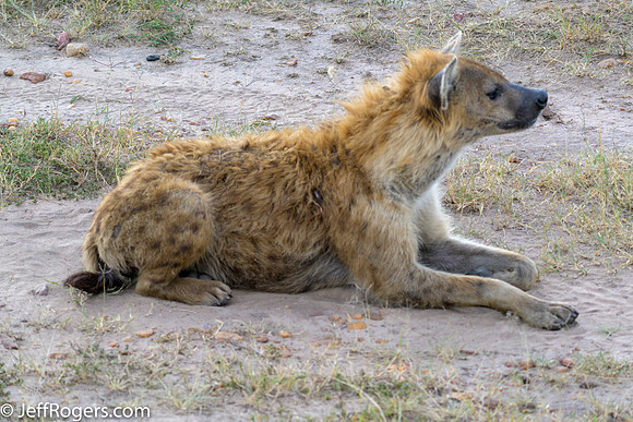 Maasai_Mara-4790