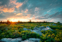 DollySods8407web