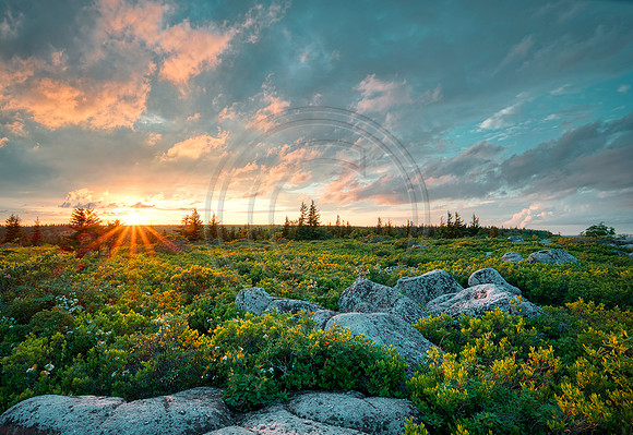 DollySods8407web