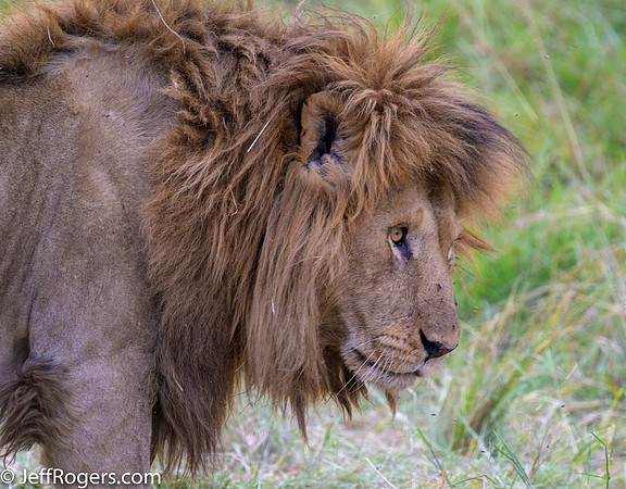Maasai_Mara-4983