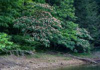Water_LaurelLake-1360