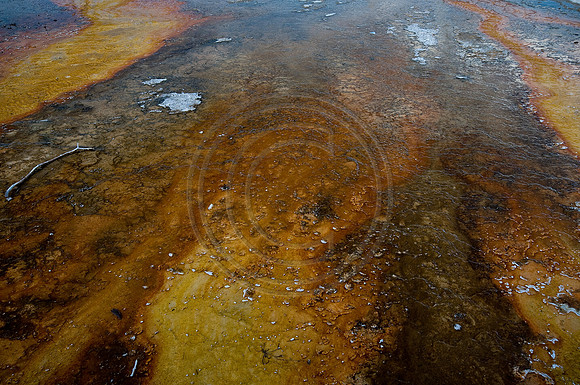 Yellowstone-6299