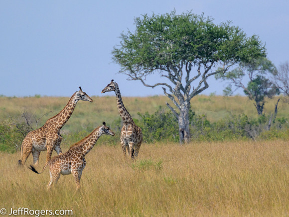Maasai_Mara-5602