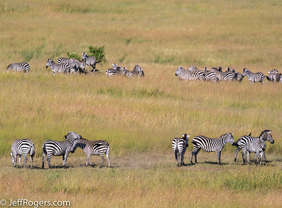 Maasai_Mara-5892