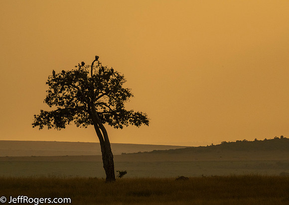 Maasai_Mara-4929