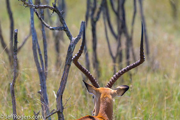 Maasai_Mara-5483