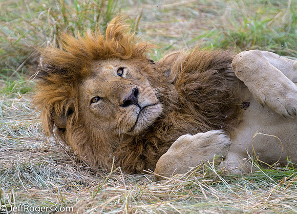 Maasai_Mara-4959