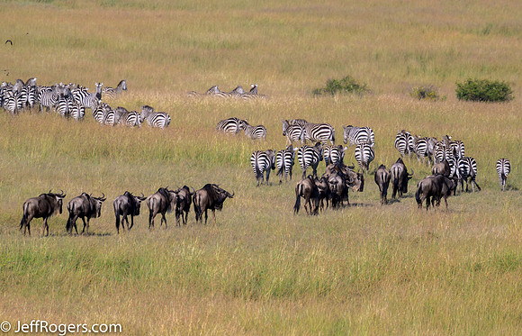 Maasai_Mara-5844