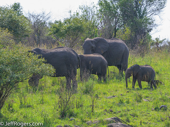 Maasai_Mara-5374