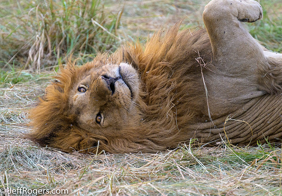 Maasai_Mara-4954