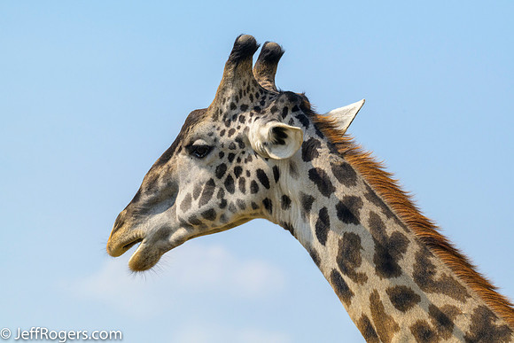 Maasai_Mara-5696