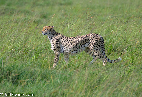 Maasai_Mara-5289