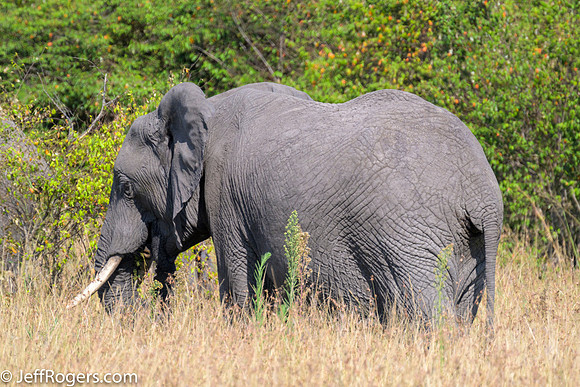 Maasai_Mara-5958