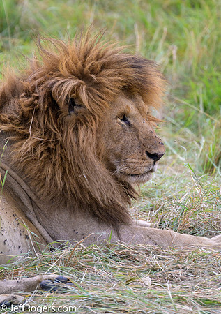 Maasai_Mara-5012