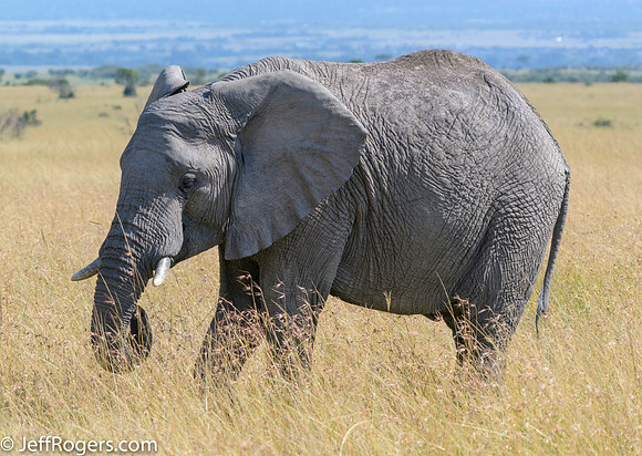 Maasai_Mara-5984