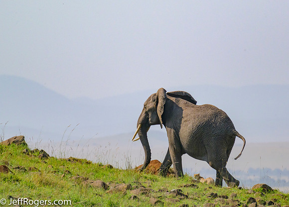 Maasai_Mara-5357