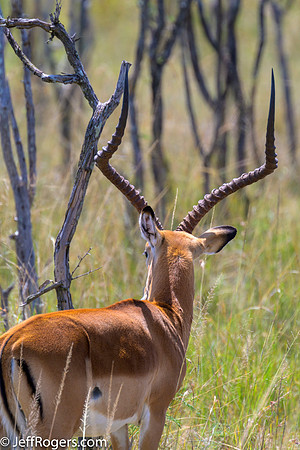 Maasai_Mara-5487