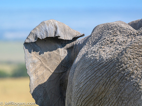 Maasai_Mara-5989