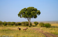 Maasai_Mara-3660