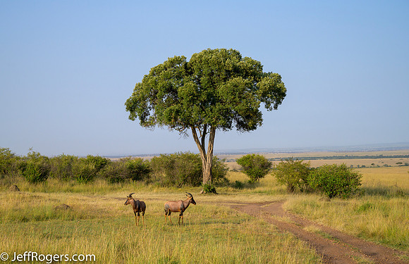 Maasai_Mara-3660