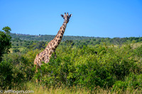 Maasai_Mara-3935