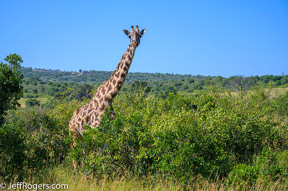 Maasai_Mara-3935