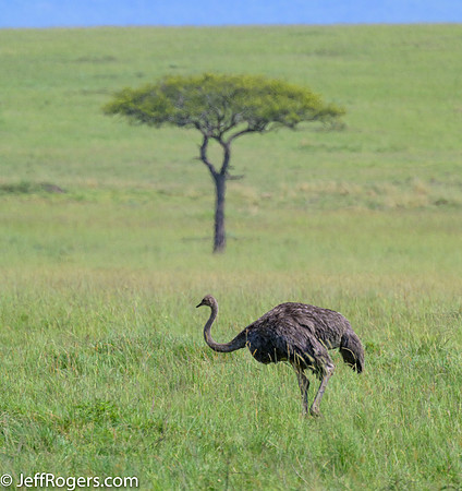 Maasai_Mara-5396
