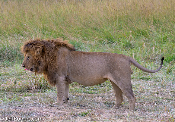 Maasai_Mara-4981