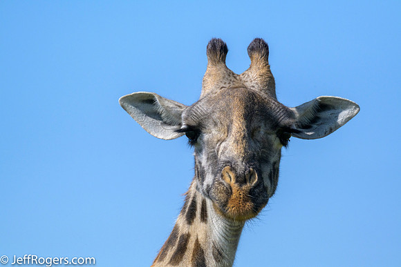 Maasai_Mara-6000