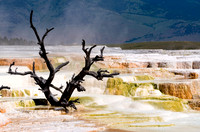 Yellowstone-6432