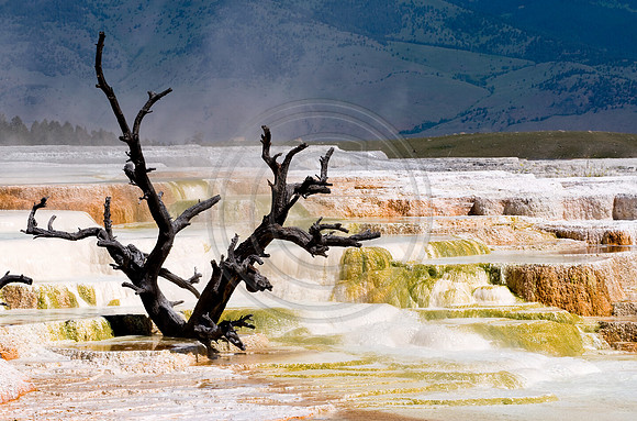 Yellowstone-6432