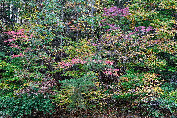 Water_LaurelLake-1959