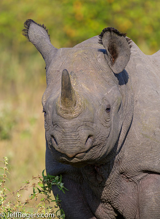 Maasai_Mara-5802
