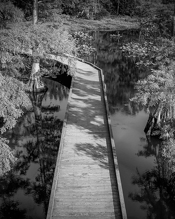 LBL_Reelfoot-4824_8x10bw
