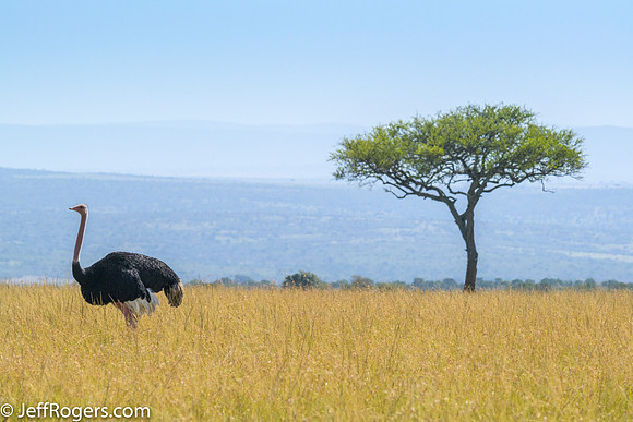 Maasai_Mara-5995