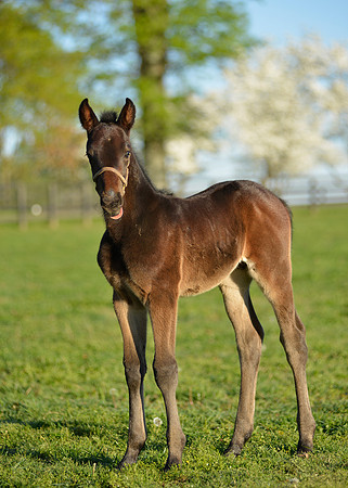 HorseHunterton087