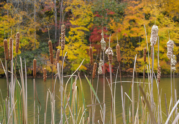 KY-Fall_cat_tails7716